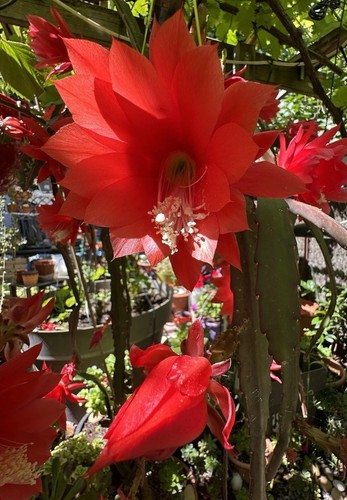 Epiphyllum rouge cactus - .,
