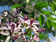 5 Graines De Melia Azedarach