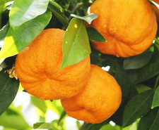 graine citrus bigarradier, bigarade ou orange amer,10 graines