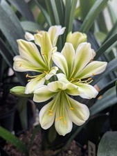 Clivia Miniata "Hirao"  N*2