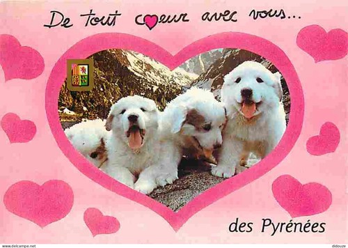 Carte postale animaux - carte,