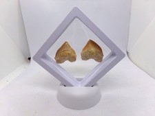 Deux superbes dents de requin