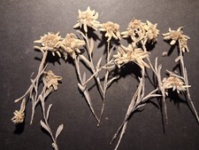 Lot de 10 Edelweiss ancien séchés - Fleurs séchées