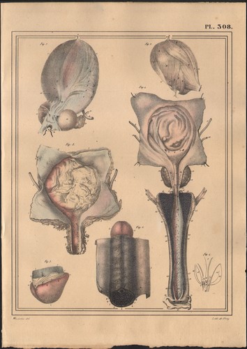1825 lithographie aquarellée - lithographie,
