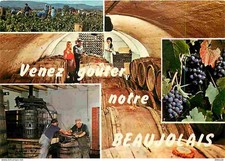 Carte Postale - Vignes -