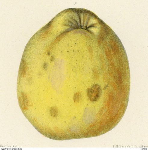 Pomologie arboriculture pomme - arboriculture,