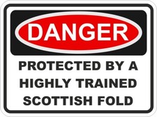 Écossais Pli Chat Danger