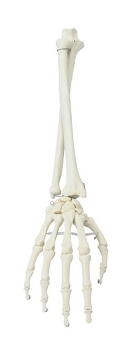 Main avant bras moulage - main, avant-bras,