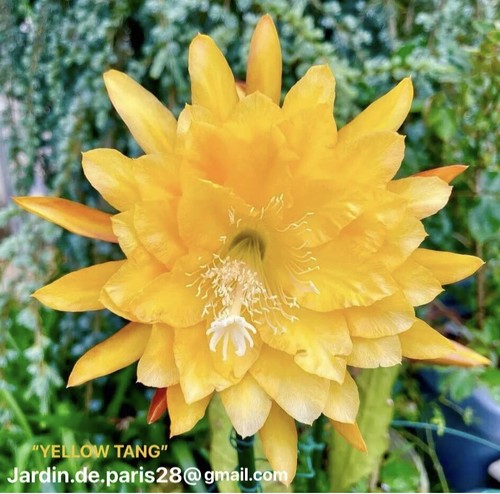 Yellow tang epicactus - -,
