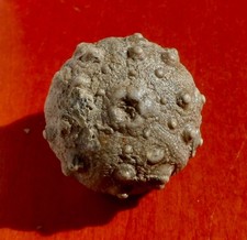 OURSIN FOSSILE JURASSIQUE DU