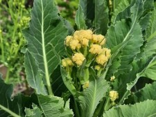 15 graines de brocoli perpétuel "nine star"   non traité
