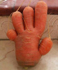 CAROTTE GÉANTE EN FORME DE