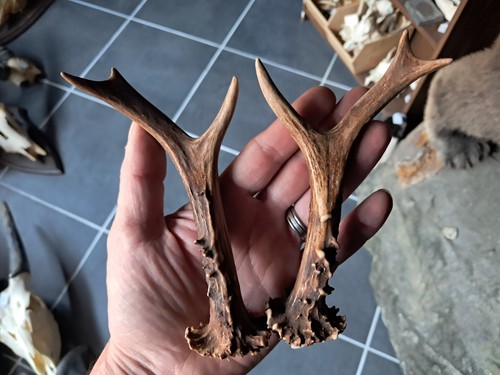 Paire bois chevreuil - bois,