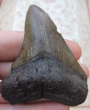 Megalodon Dent - 8.3cm (8.30