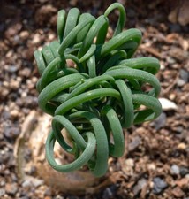 Albuca spiralis | Corkscrew