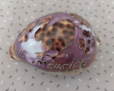 Coquillage Cypraea Tigris Poli et Gravé – Décor ile Maurice  Collection