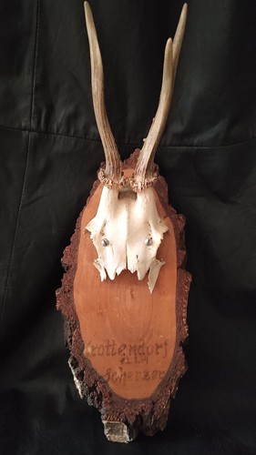 Corne chevreuil trophée - corne,