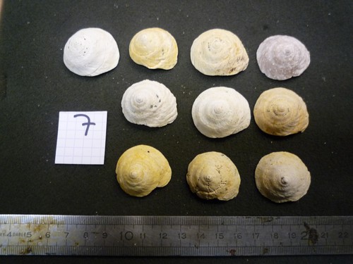 069 xenophora patellata - -,