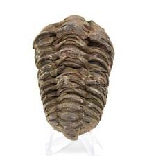 Trilobite du Maroc 70gr 70mm Maroc