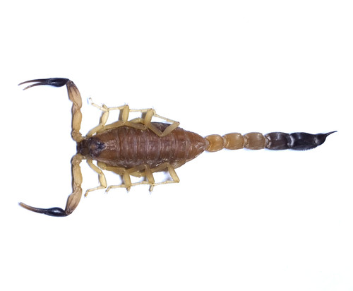 Rare juvenile androctonus - juvenile,