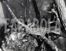 Photo de presse vintage