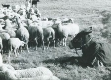 AU HASARD BALTHAZAR 1966 PHOTO