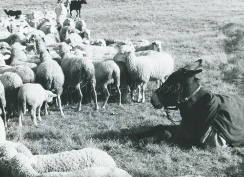 Hasard balthazar 1966 - au,