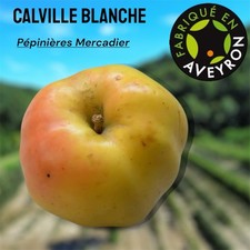 Pommier Plants En Scion De Un