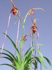 Phragmipedium Demetria #1