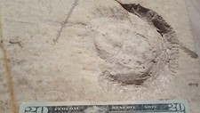 Large fossil horseshoe crab