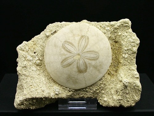 Oursin fossile touraine - oursin,