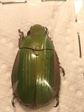 Chrysina Beraudi Rutelinae/Rutelidae Ref3122