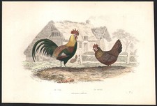 1853 Gravure aquarellée Coq et poule Ferme oiseaux Ornithologie
