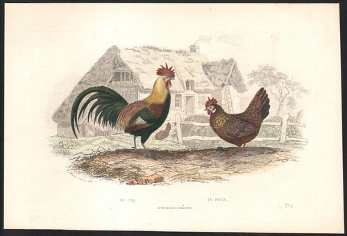 1853 gravure aquarellée coq - aquarellée,