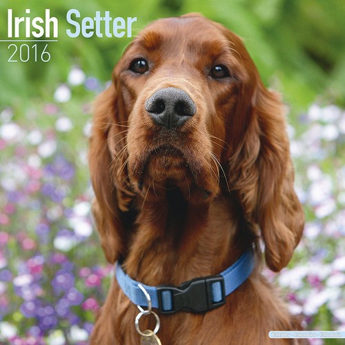 Calendrier 2016 setter - 2016,