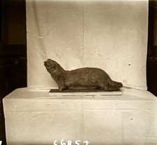 Musée d'histoire naturelle