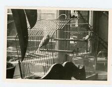 Photo amateur photographie  SNAPSHOT, une cage avec un canari