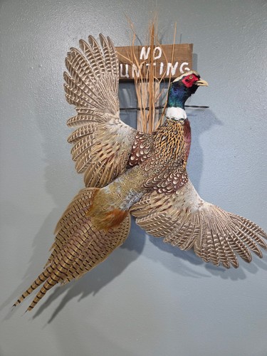 Flying pheasant mount - mount, no