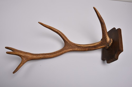 Bois cerf trophée - bois, de