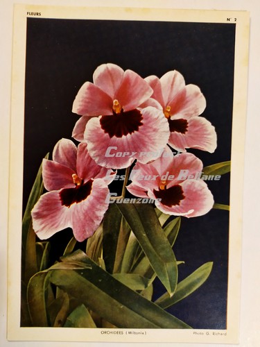 Carte photo orchidees miltonia - photo,
