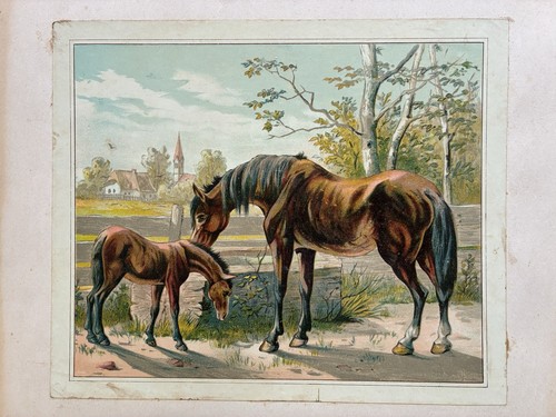 Ancien grand chromo - grand,