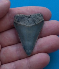 1.9 inch fossil great white