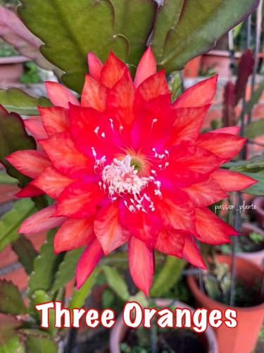 Bouture epiphyllum three - bouture,