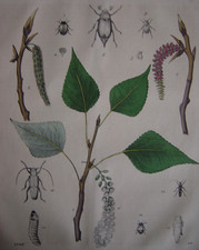 Belle gravure ancienne d'un PEUPLIER et ses ennemis Chenilles 1846