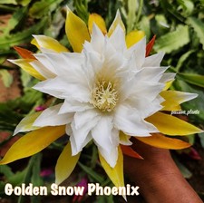 Epiphyllum golden snow - “golden,