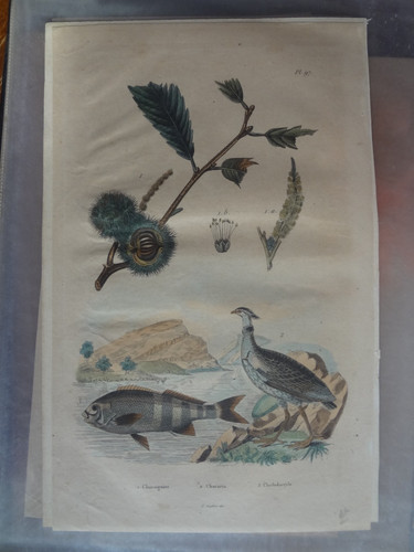 Gravure ancienne xix nature - xix,