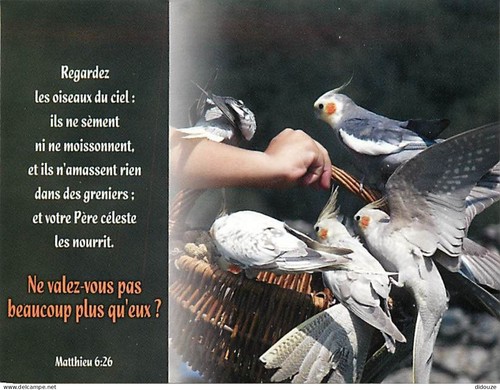 Carte postale animaux - postale,
