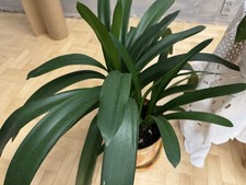 Clivia miniata orange en pot