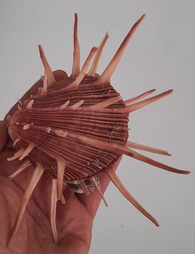 Curiosité taxidermie - curiosité, ,