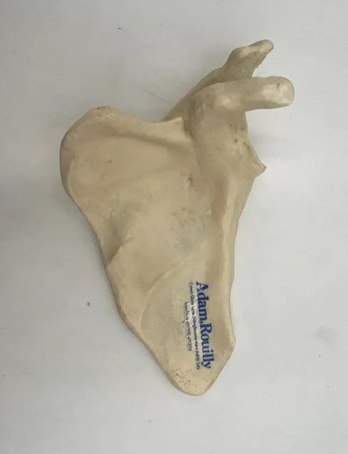 Somso qs18 scapula bone - somso,
